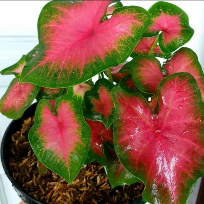Tanaman Hias Caladium Pink Love - Keladi Pink Love - Tanaman Indoor