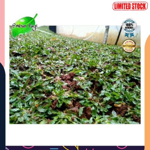 Jual Langka Rumput Gajah Mini 1x1 Meter Murah Shopee Indonesia