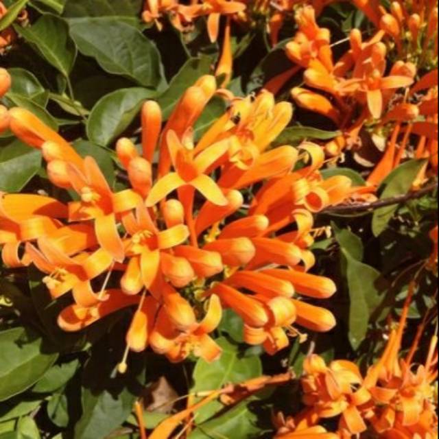 Jual Tanaman rambat flame vine | Shopee Indonesia