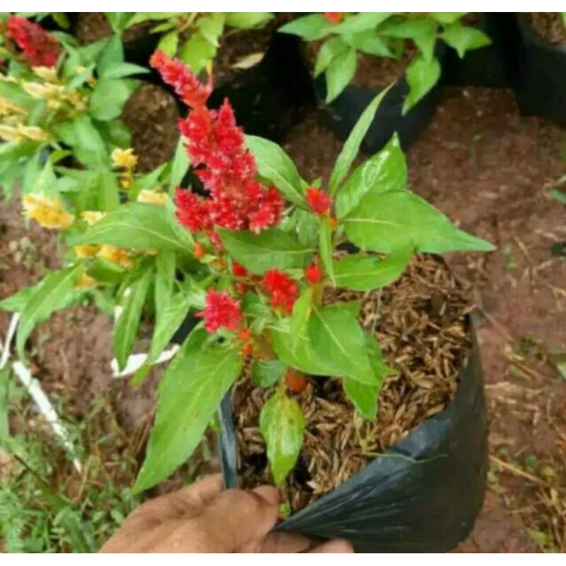Jual Tanaman hias jengger ayam-bunga jengger ayam | Shopee Indonesia
