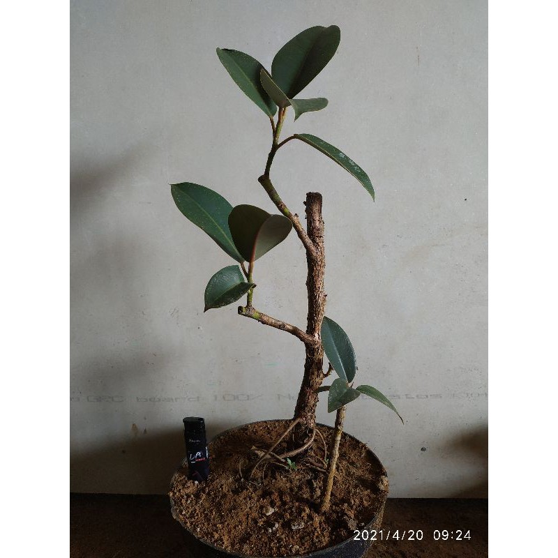 Jual BONSAI KARET / POHON KARET / BAHAN BONDAI KARET KEBO Shopee