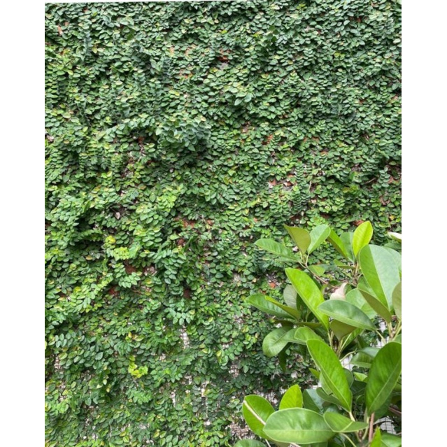 Jual Dolar rambat kecil / ficus pumila | Shopee Indonesia