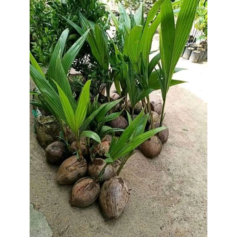 Jual Bibit Kelapa Blitar