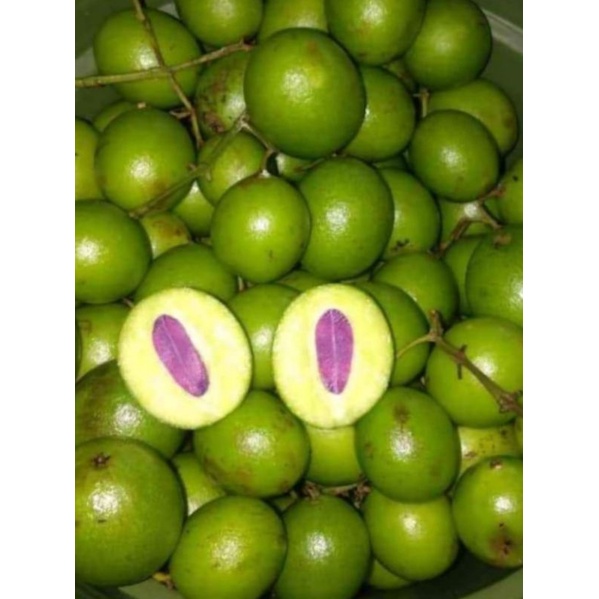 Jual Buah Ramania Segar Khas Kalimantan Gandaria Berat 500grm