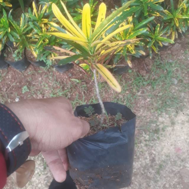 Jual Tanaman hias puring teri -tanaman puring mini | Shopee Indonesia