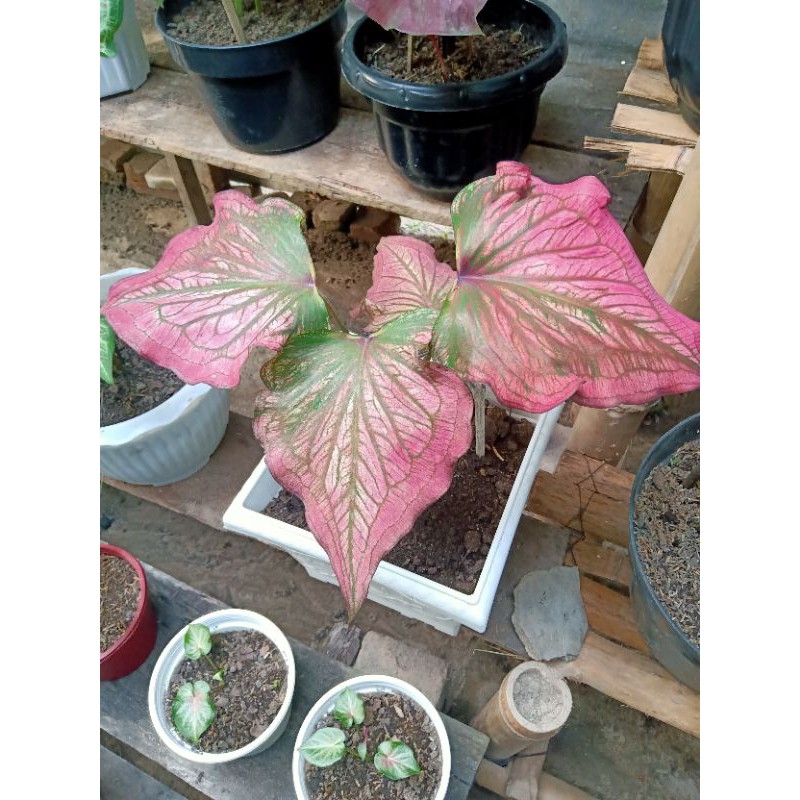 Jual Caladium Infinity Indukan | Shopee Indonesia