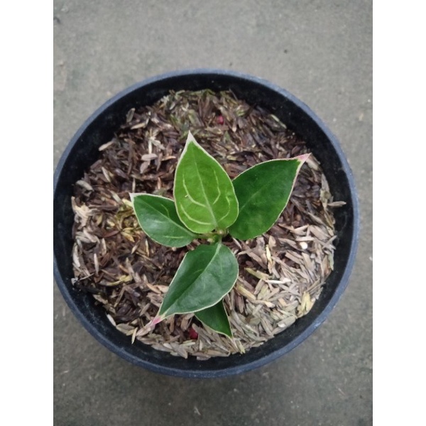 Jual aglonema liftik greg baby | Shopee Indonesia