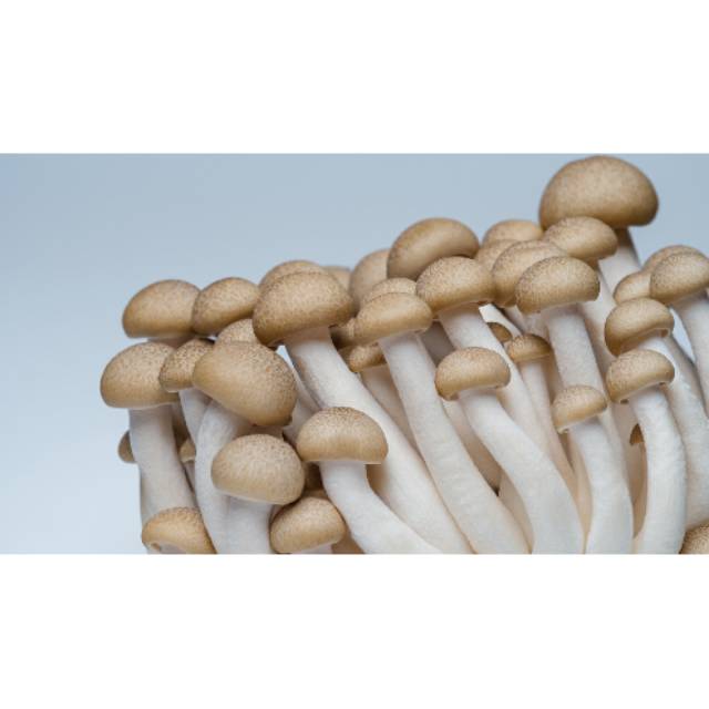 Jual PICKNFRESH Jamur Brown Shimeji Shopee Indonesia