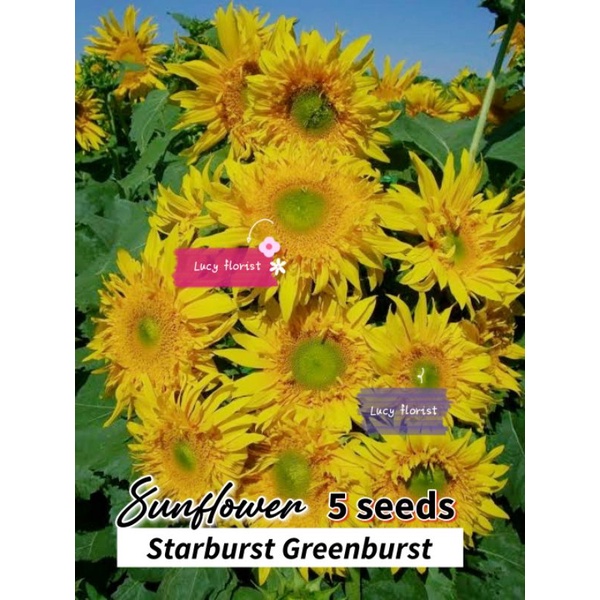 Jual Sunflower STARBURST GREENBURST isi 15 butir freshseed Shopee