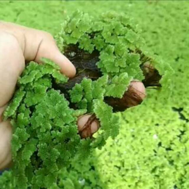 Jual RB2 Bibit azolla pinnata benih azola microphyla pakan alternatif ...