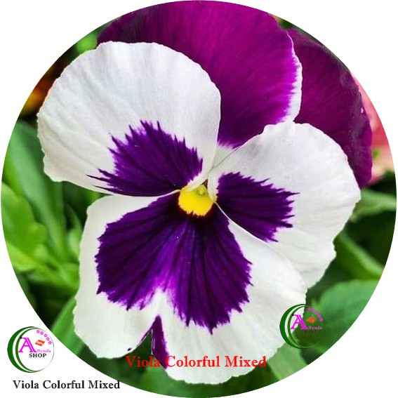 Jual Biji Benih Tanaman Hias Bunga Biji Benih Bunga Viola Colorful ...