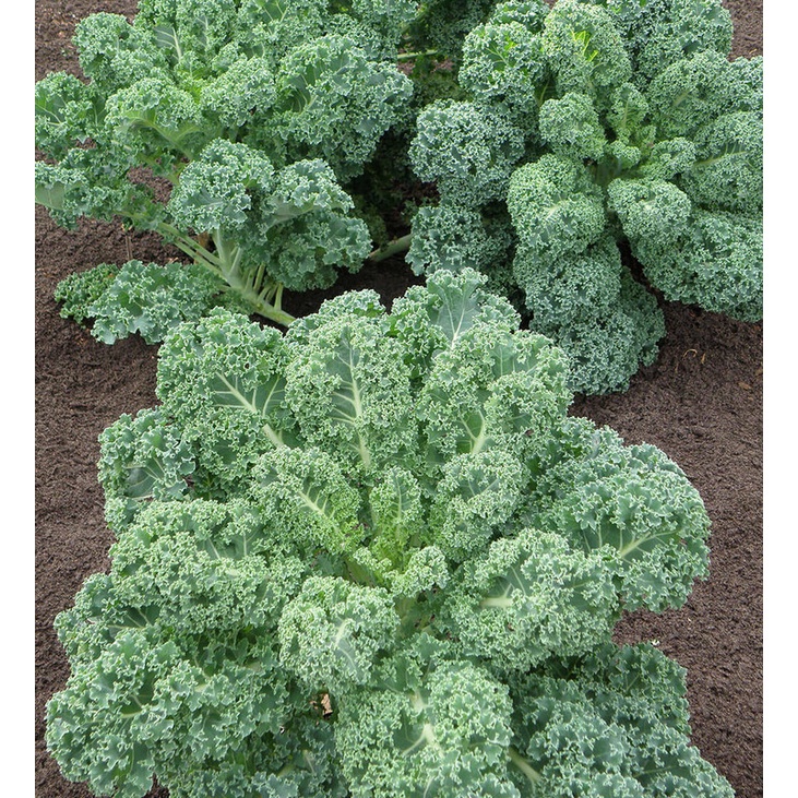 Jual VICTORY SEED 10 Benih Biji Kale Kubis Keriting Curly Leaf Cabbage