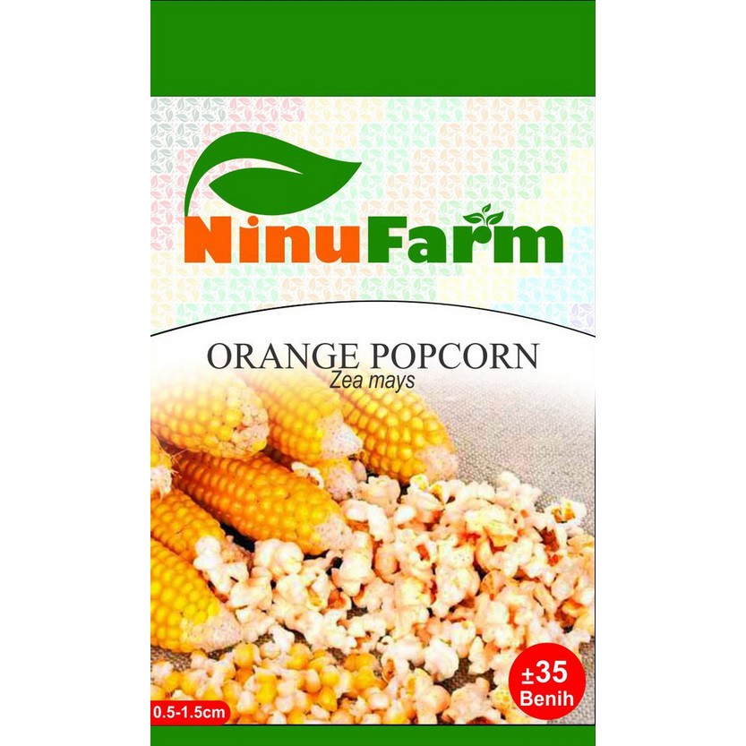 Jual Benih Bibit Buah Jagung Kuning/Orange Popcorn (35 Butir) | Shopee ...