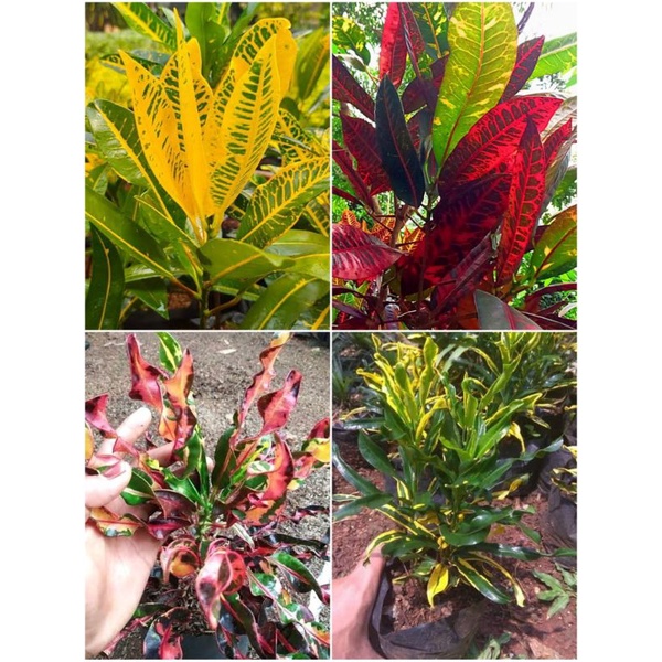 Jual Tanaman Puring Terlengkap & Harga Terbaru Juli 2026 | Shopee Indonesia