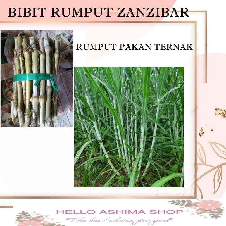 Jual Bibit Rumput Zanzibar Pakan Ternak 500 Batang Shopee Indonesia