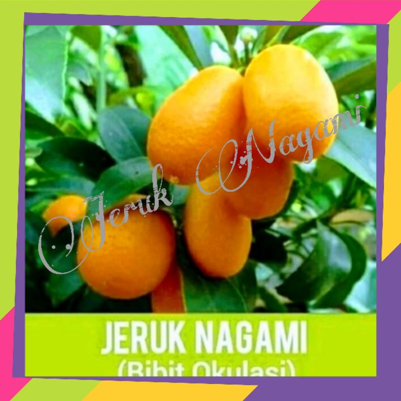 Jual Bibit Jeruk Nagami Superunggul Shopee Indonesia