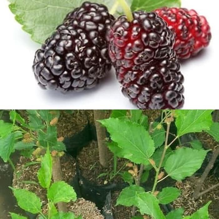 Bibit Murbei Bibit Buah Murbei Besaran Bibit Stella Stela