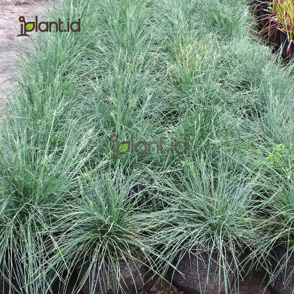 Jual Rumput Biru | Shopee Indonesia