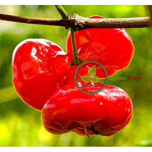 Jual Jambu Air Kancing Merah Okulasi Indukan Super | Shopee Indonesia