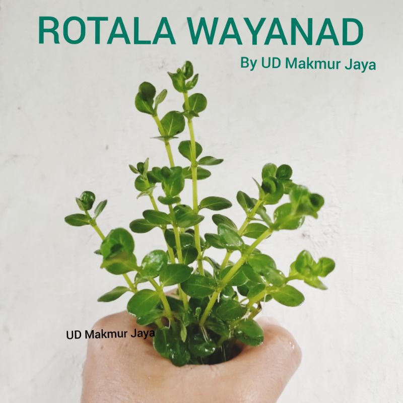 Jual ROTALA WAYANAD AQUATIC PLANT TANAMAN AQUASCAPE | Shopee Indonesia