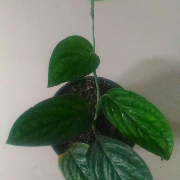 Jual Tanaman Rambat Scindapsus Green | Shopee Indonesia