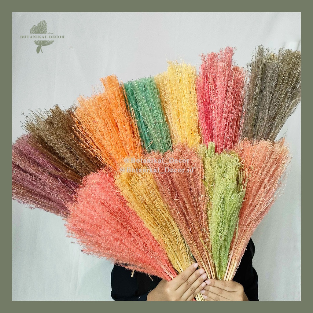 Jual Dried Flower Pampas Reed Color Rainbow Bunga Tanaman Rumput Bulu ...