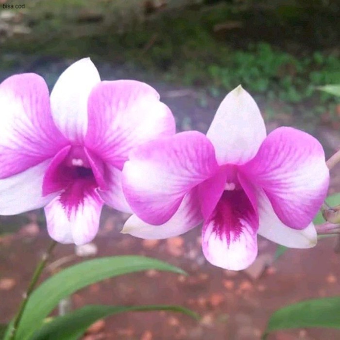 Jual Anggrek Dendrobium Bangkok Fancy Dewasa Siap Bunga, spike, knop ...