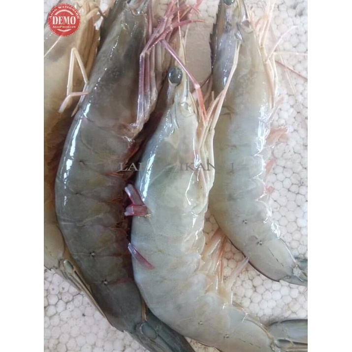 Jual Udang Peci Laut Segar 1 Kg Udang Harian Segar Dan Bergaransi Shopee Indonesia 