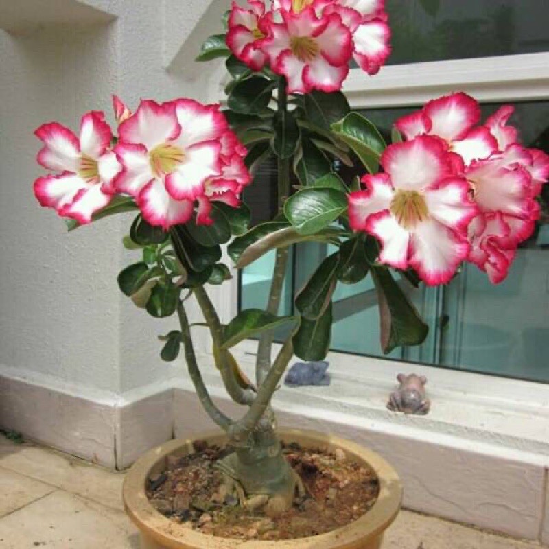 Jual Jual Bibit Tanaman Hias Adenium Kamboja Jepang Shopee Indonesia