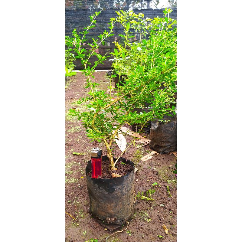 Bibit Bonsai Serissa Seribu Bintang Serbin