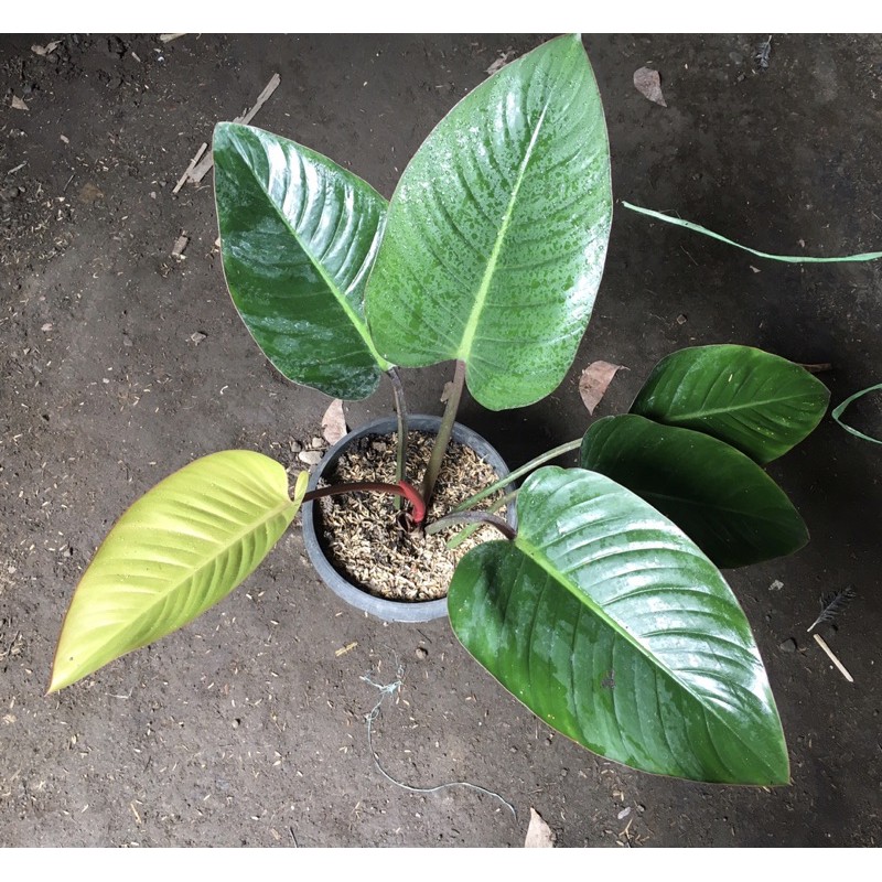 Jual Philo Congo Rojo | Shopee Indonesia