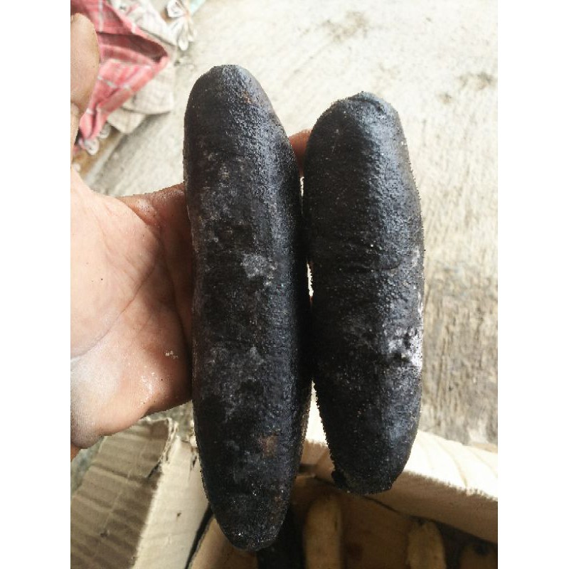 Jual Teripang Hitam Raja Kasut 1 Kg Isi 5 8 Ekor Shopee Indonesia