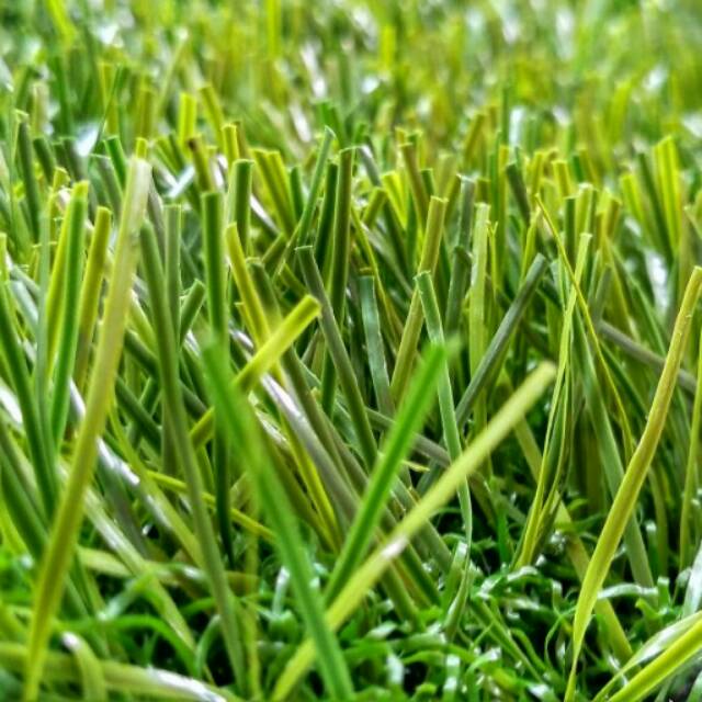 Jual Karpet rumput sintetis | Shopee Indonesia