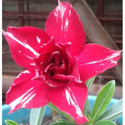 Jual Tanaman Hias Adenium Grafting KINARI (Size A) | Shopee Indonesia