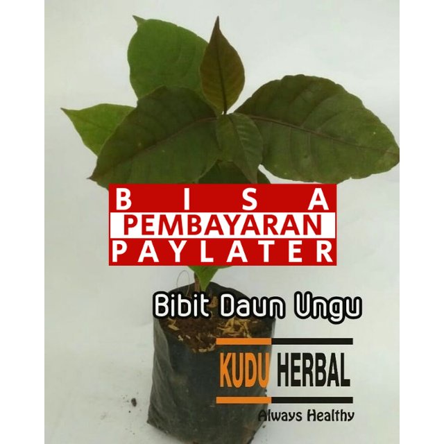 Jual Tanaman Pohon Herbal Daun Ungu Shopee Indonesia