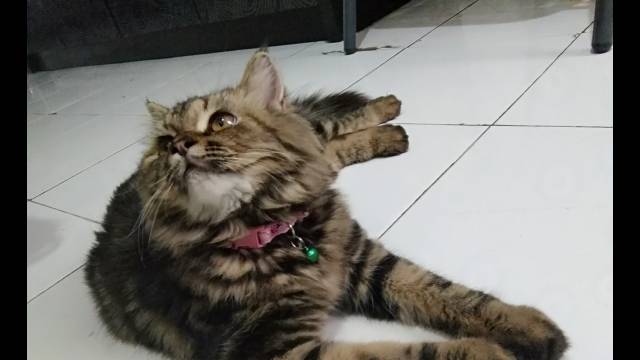 Jual Kucing Persia mix ash | Shopee Indonesia