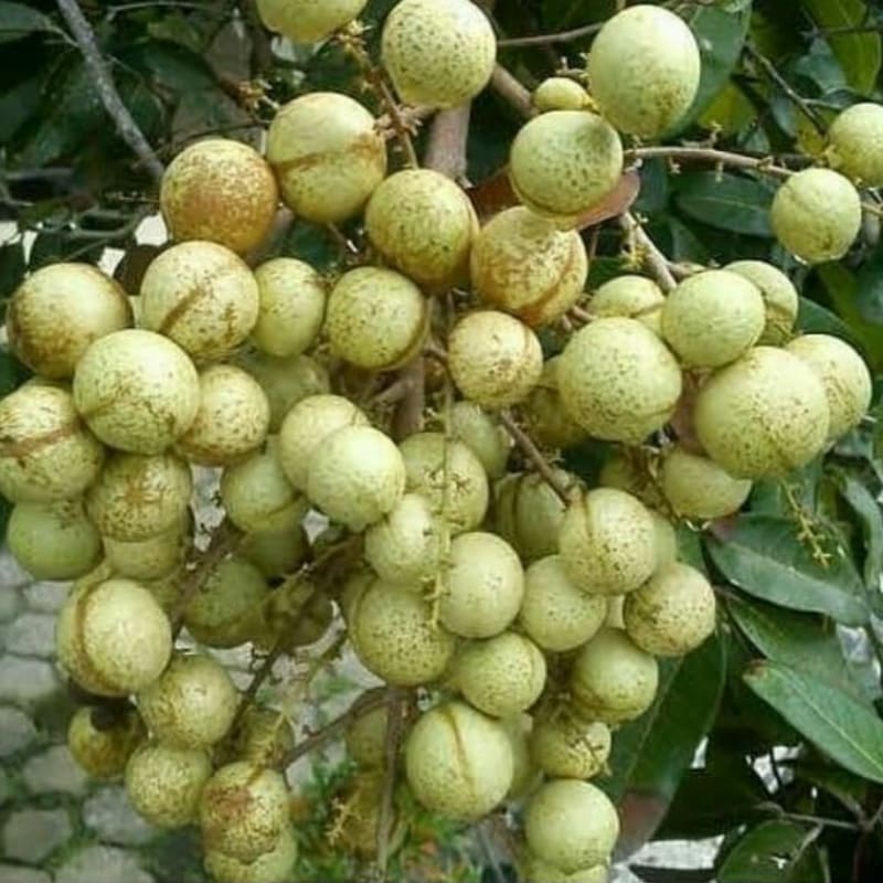 Jual Bibit tanaman kelengkeng matalada pilihan | Shopee Indonesia