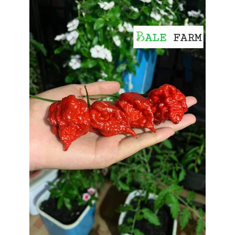 Jual benih cabe carolina reaper red cabe terpedas didunia | Shopee ...
