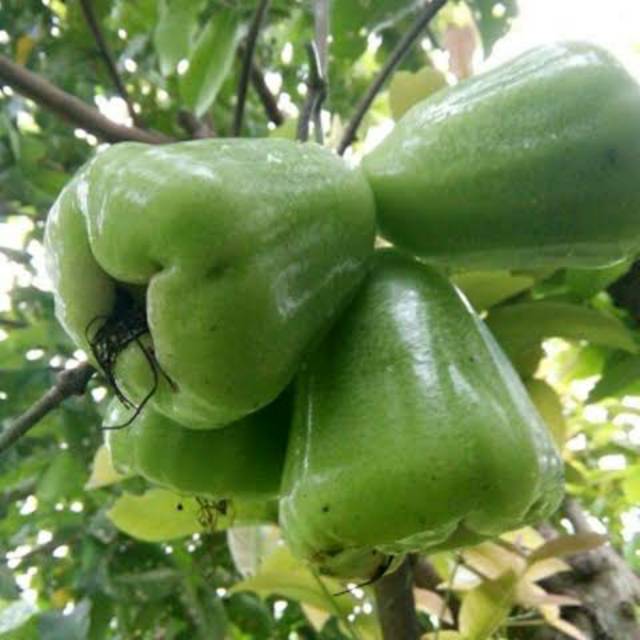 Jual Bibit Jambu Air Cincalo Hijau | Shopee Indonesia