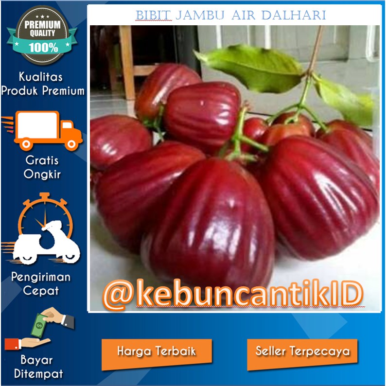 Jual Sangat Murah Tanaman Buah Bibit Jambu Air Dalhari Si Buah Besar Dan Manis Shopee Indonesia