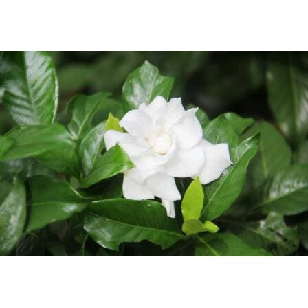 Daun mint segar dalam wadah kaca di atas meja kayu