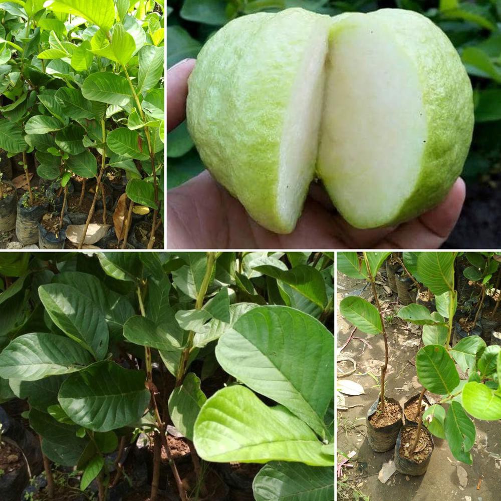 Bibit Tanaman Jambu Kristal Non Biji