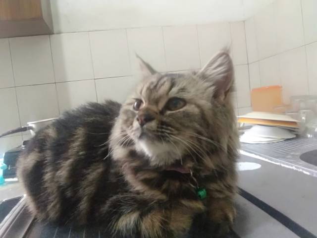 Jual Kucing Persia mix ash | Shopee Indonesia