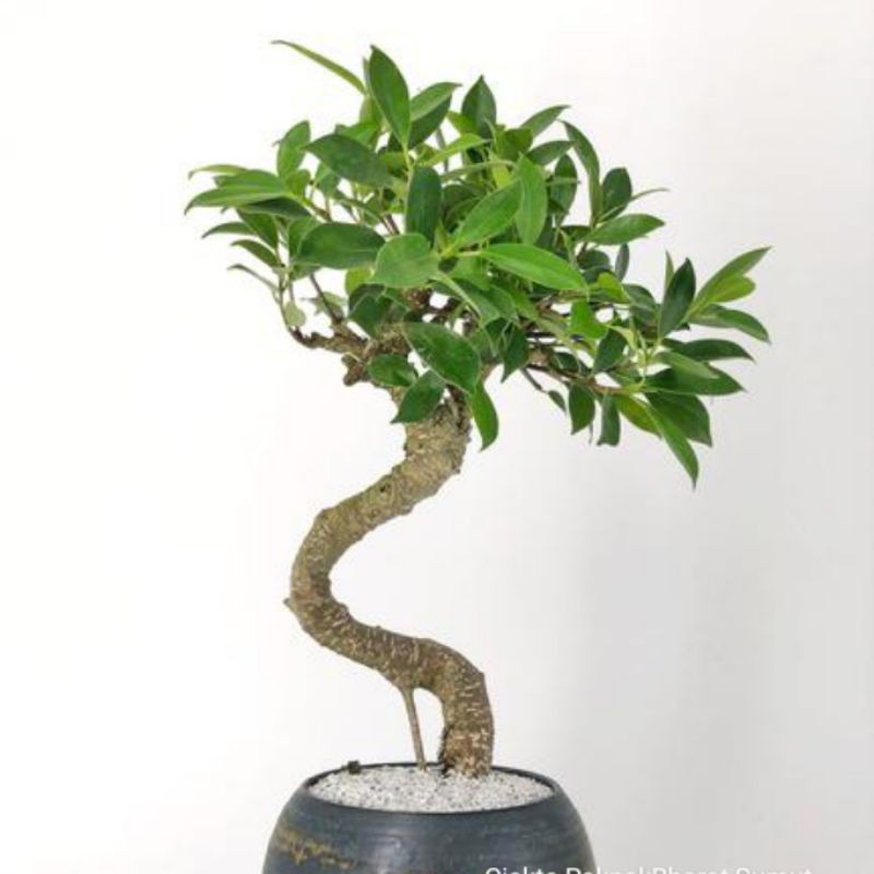 Jual Tanaman Hias Bahan Bonsai Pohon Beringin Banyan Tree Bahan Bonsai ...