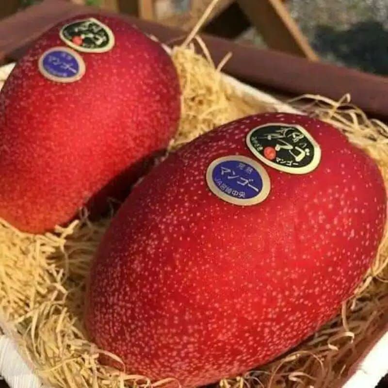 Jual Bibit Mangga Miyazaki Golden Red Super Unggul Berkwalitas | Shopee ...