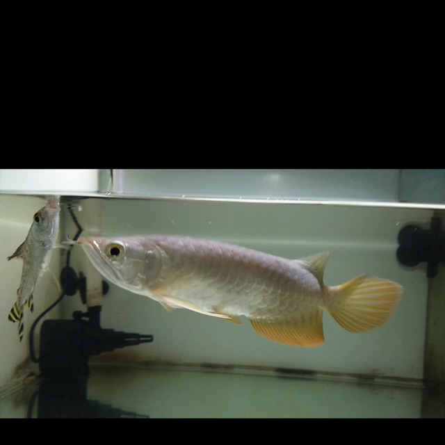 ikan arwana golden red