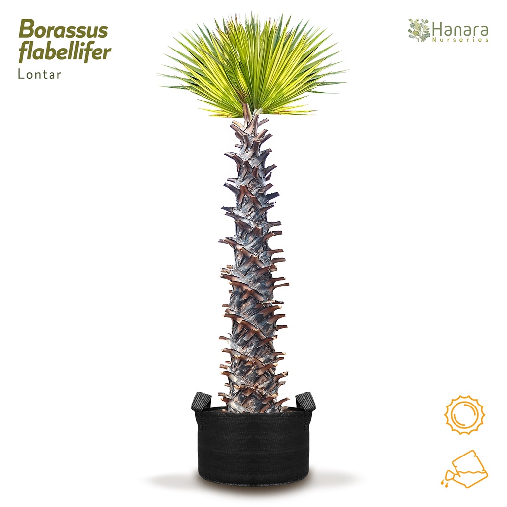 Jual Borassus flabellifer - Lontar - pohon instan/instant tree | Shopee ...