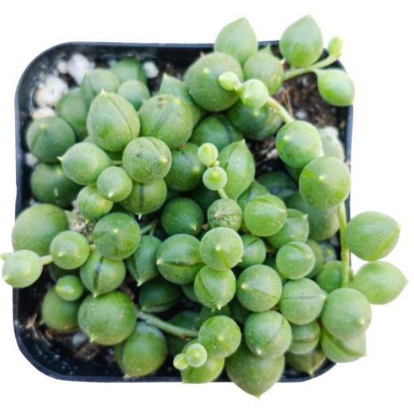 Jual Terbaruϟ Tanaman hias cactus string of pearl variegata | Shopee ...