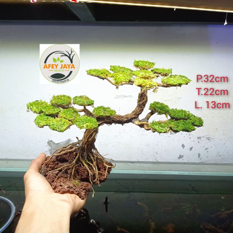 Jual Bonsai aquascape murah dan elegan | Shopee Indonesia