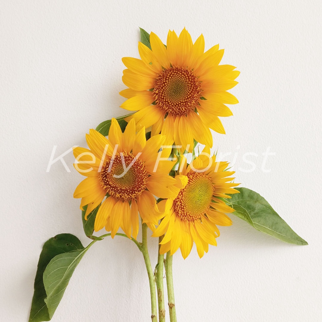 Jual Fresh Sun Flower / Bunga Matahari Segar (Per Tangkai) | Shopee ...